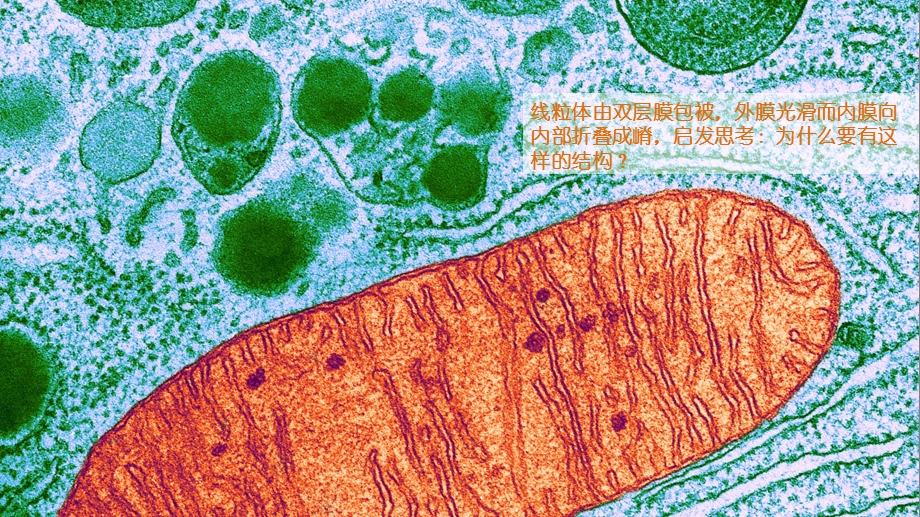 高中生物第二课细胞器文档资料.pptx_第2页