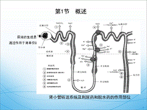 最新水肿临床用药PPT文档.ppt