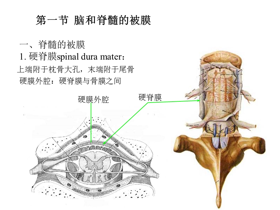 22脑和脊髓的被膜、血管及脑脊液北医PPT课件.ppt_第2页