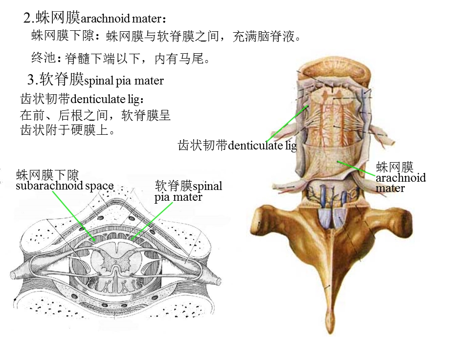 22脑和脊髓的被膜、血管及脑脊液北医PPT课件.ppt_第3页