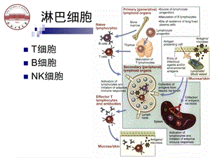 最新第五章B细胞PPT文档.ppt