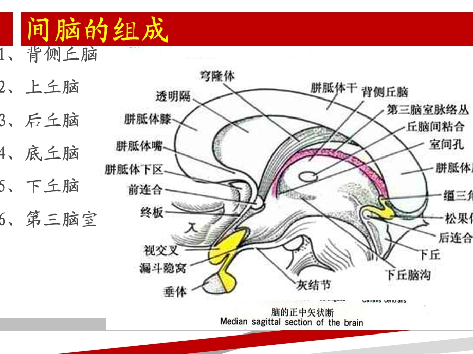 最新丘脑的神经解剖PPT文档.ppt_第1页