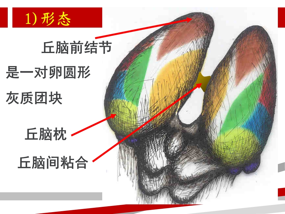 最新丘脑的神经解剖PPT文档.ppt_第3页