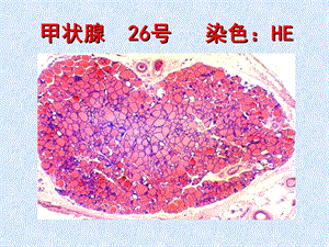 广东医学院组织与胚胎学实验内分泌系统ppt课件文档资料.ppt