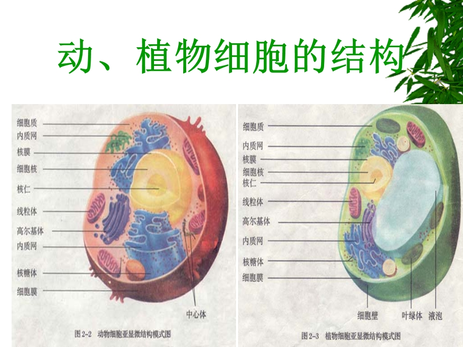 生物体的生命活动单位细胞文档资料.ppt_第1页