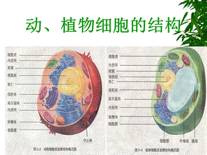 生物体的生命活动单位细胞文档资料.ppt