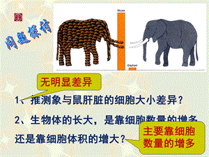 最新：陕西省三原县北城中学高一生物必修二课件：6.1.1细胞的增殖高考文档资料.ppt