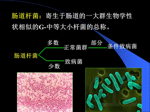 最新最新：8.消化道感染细菌护理文档资料PPT文档.ppt