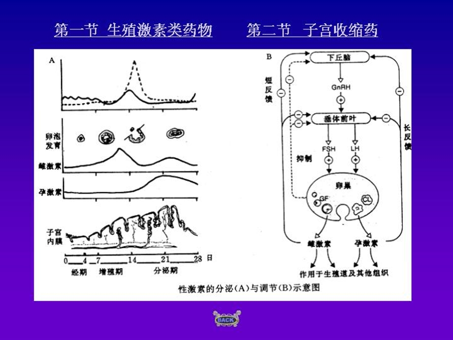 兽医药理学课件第8章作用于生殖系统的药物文档资料.ppt_第2页