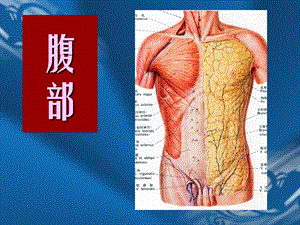 最新：腹部局部解剖文档资料.ppt