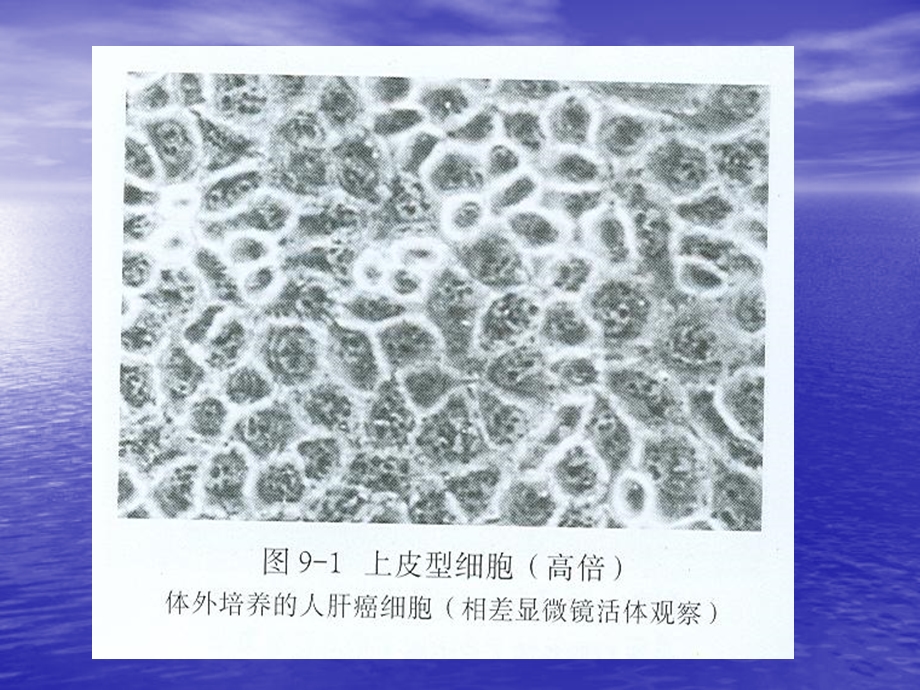 实验五培养细胞的形态观察和计数精选文档.ppt_第3页