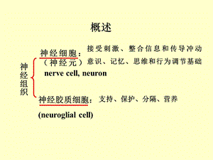 最新神经组织和神经系统PPT文档.ppt