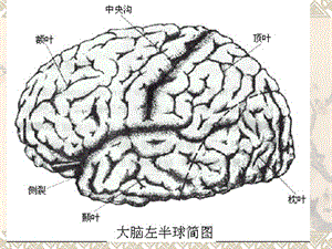 癫痫病人护理PPT文档.ppt