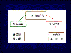 最新语言的生物基础5周围神经脑神经4PPT文档.ppt