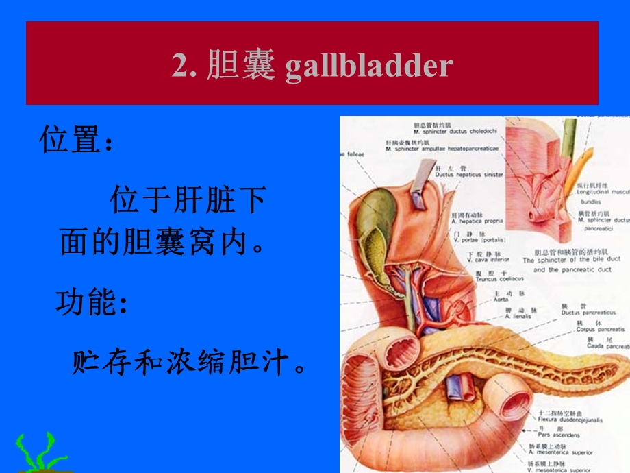 最新：胆道常见疾病文档资料.ppt_第2页