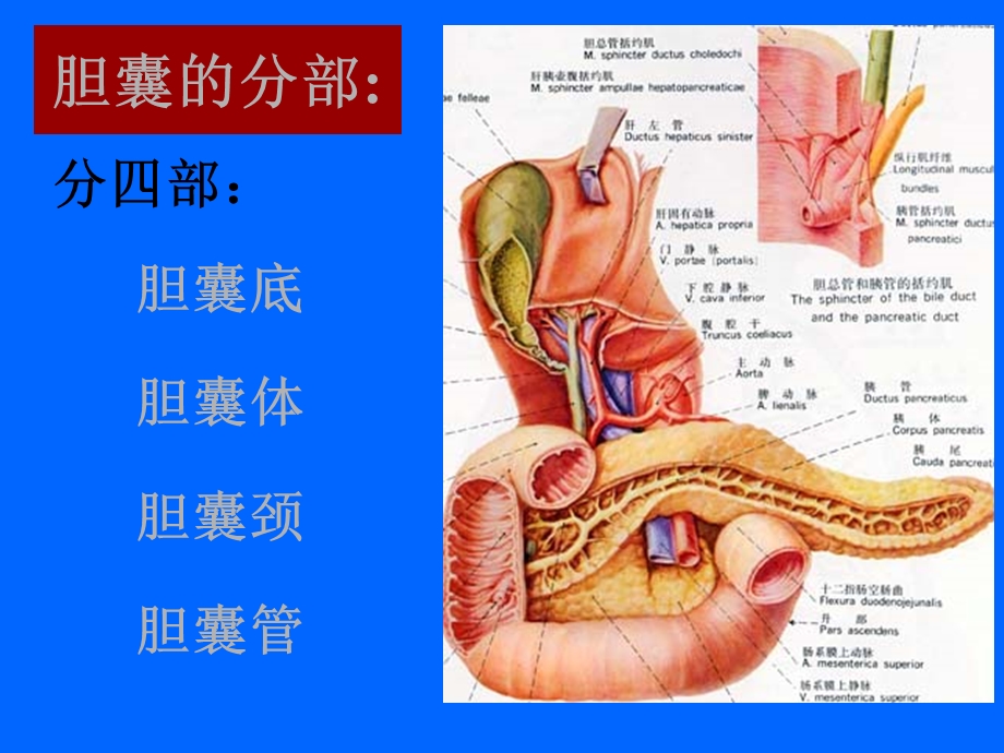 最新：胆道常见疾病文档资料.ppt_第3页