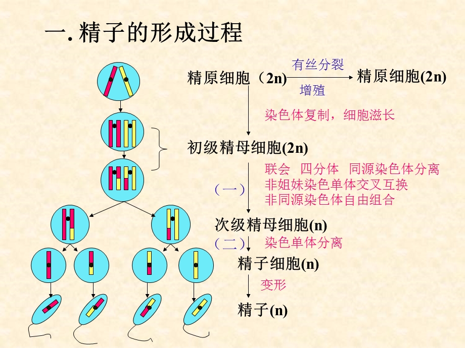 减数分裂与有性生殖细胞的成熟PPT课件.ppt_第3页