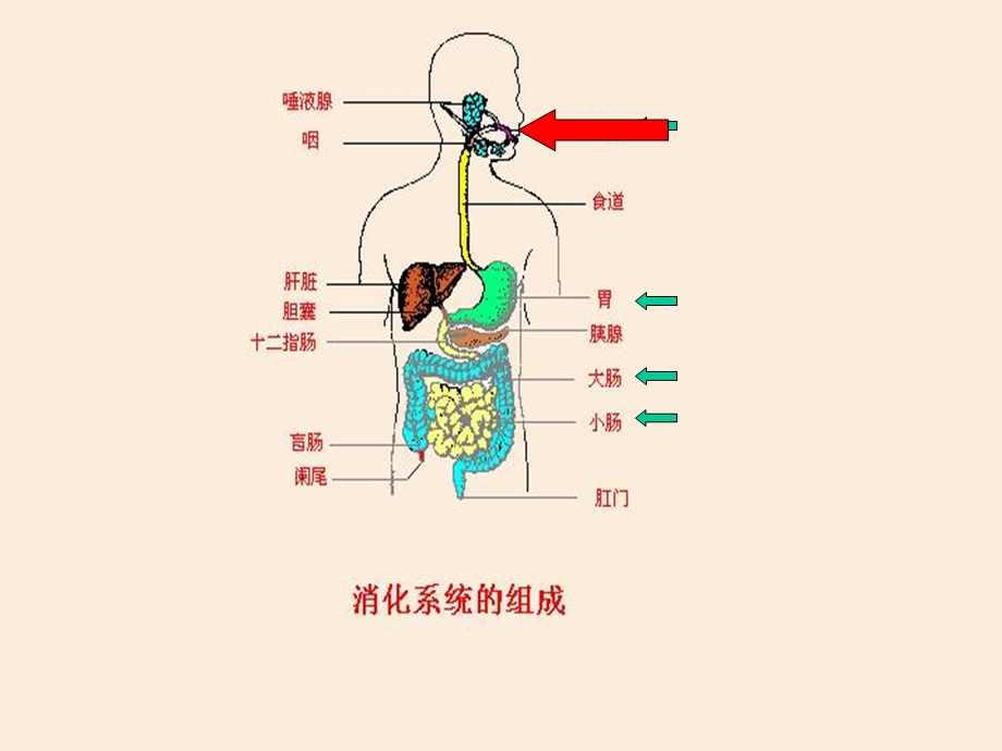 第二节食物的消化和营养物质的吸收名师编辑PPT课件.ppt_第2页