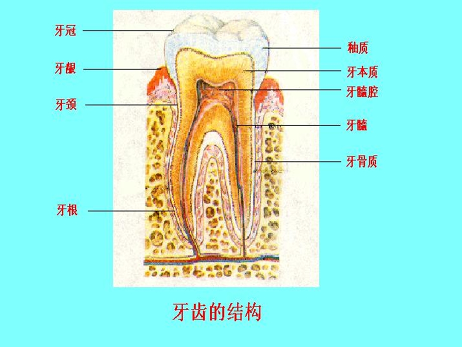 第二节食物的消化和营养物质的吸收名师编辑PPT课件.ppt_第3页