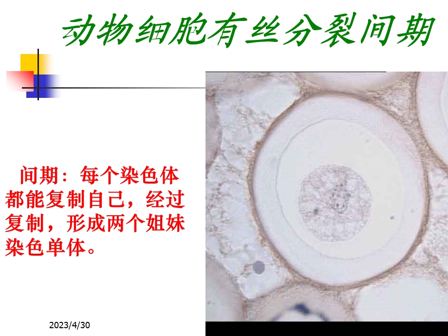 动物细胞的有丝分裂PPT文档.ppt_第2页