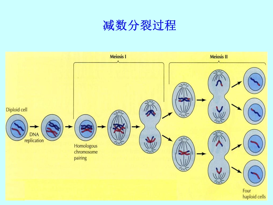 最新：第11章2细胞增殖及其调控lgy文档资料.ppt_第2页