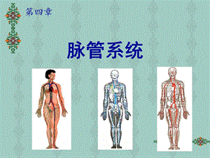 [临床医学]脉管系统 heartV.ppt