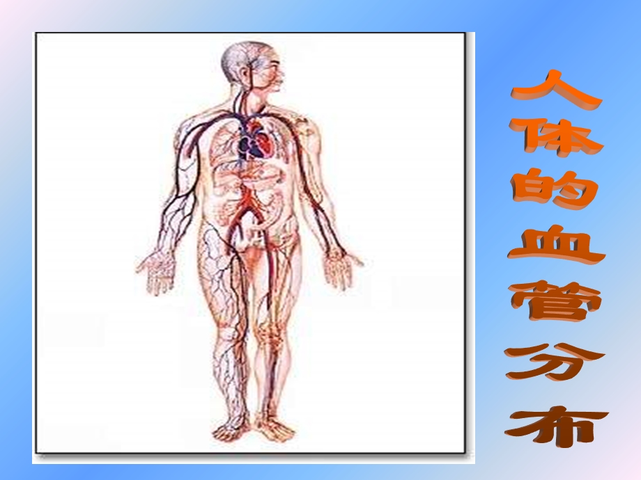 最新：七年级生物ppt课件血管文档资料.ppt_第1页