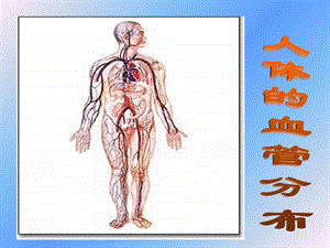 最新：七年级生物ppt课件血管文档资料.ppt