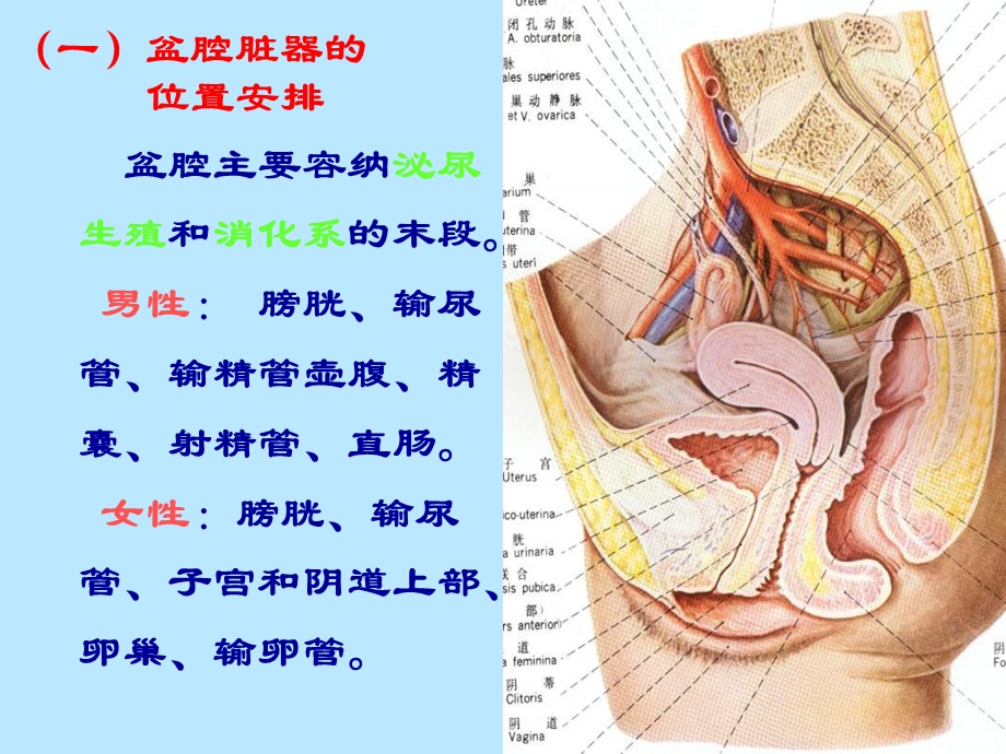 局部解剖学盆内脏器精选文档.ppt_第1页