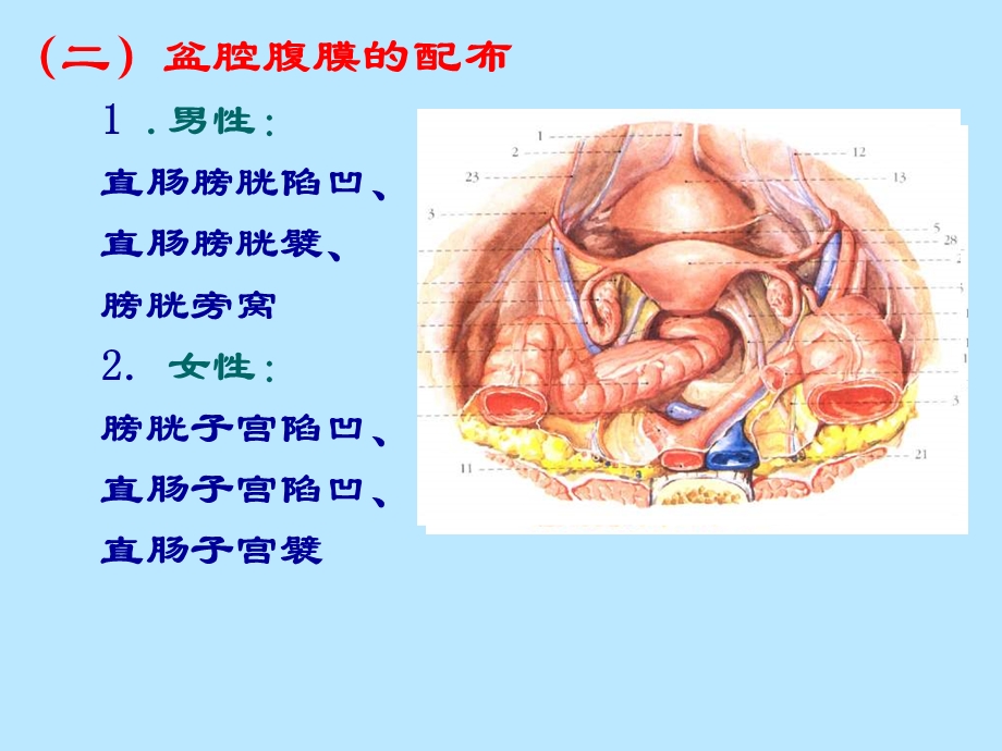 局部解剖学盆内脏器精选文档.ppt_第2页