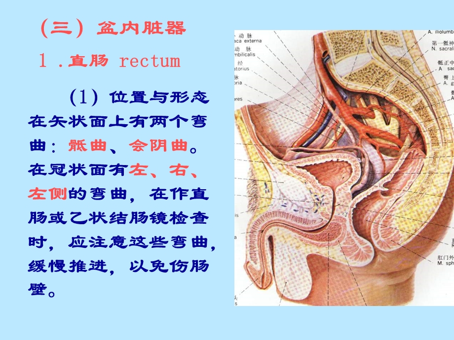 局部解剖学盆内脏器精选文档.ppt_第3页