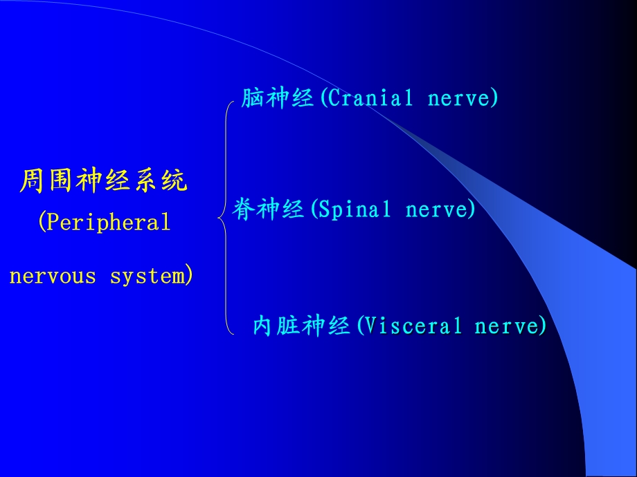 最新解剖课件内脏神经系统北京大学医学部解剖学教研室PPT文档.ppt_第1页