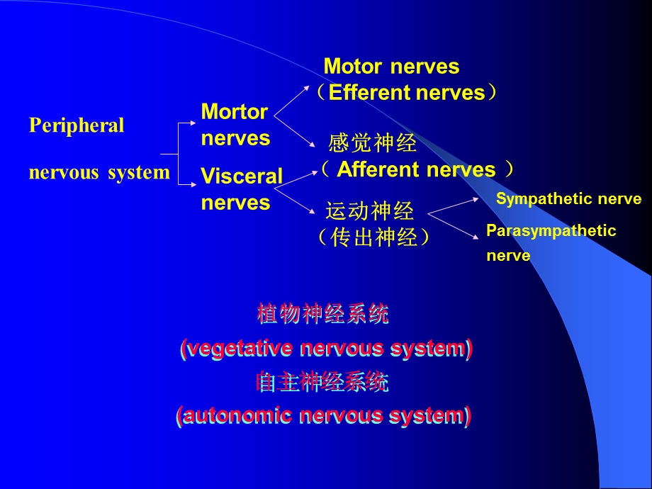 最新解剖课件内脏神经系统北京大学医学部解剖学教研室PPT文档.ppt_第2页