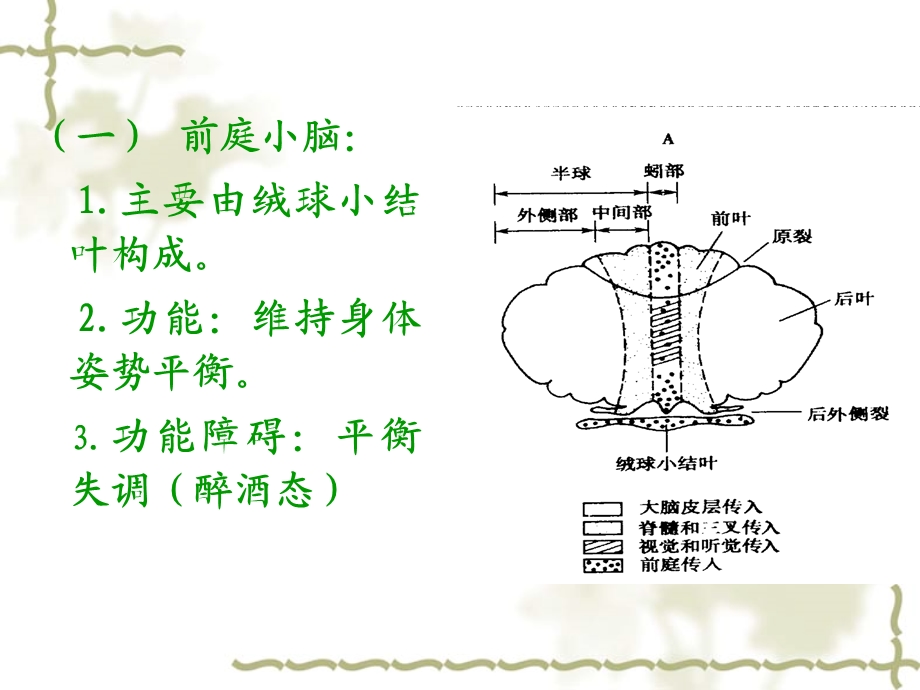 小脑运动调节功能分析文档资料.ppt_第2页