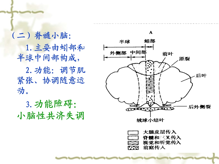 小脑运动调节功能分析文档资料.ppt_第3页