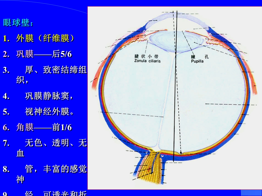 大专系统解剖学13视器文档资料.ppt_第1页