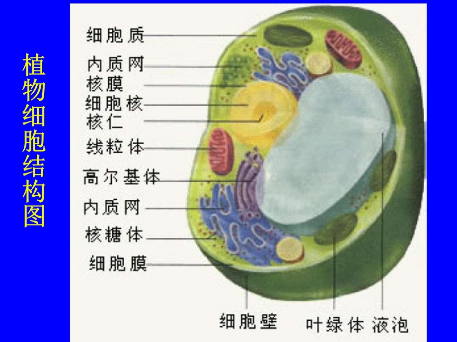 最新七年级生物细胞的基本结构和功能4PPT文档.ppt_第1页