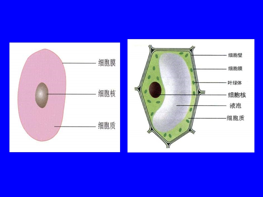 最新七年级生物细胞的基本结构和功能4PPT文档.ppt_第3页