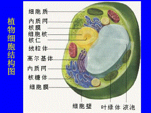 最新七年级生物细胞的基本结构和功能4PPT文档.ppt