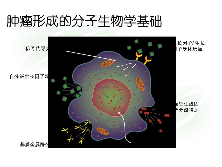 抗恶性肿瘤药物临床应用PPT文档.ppt_第2页