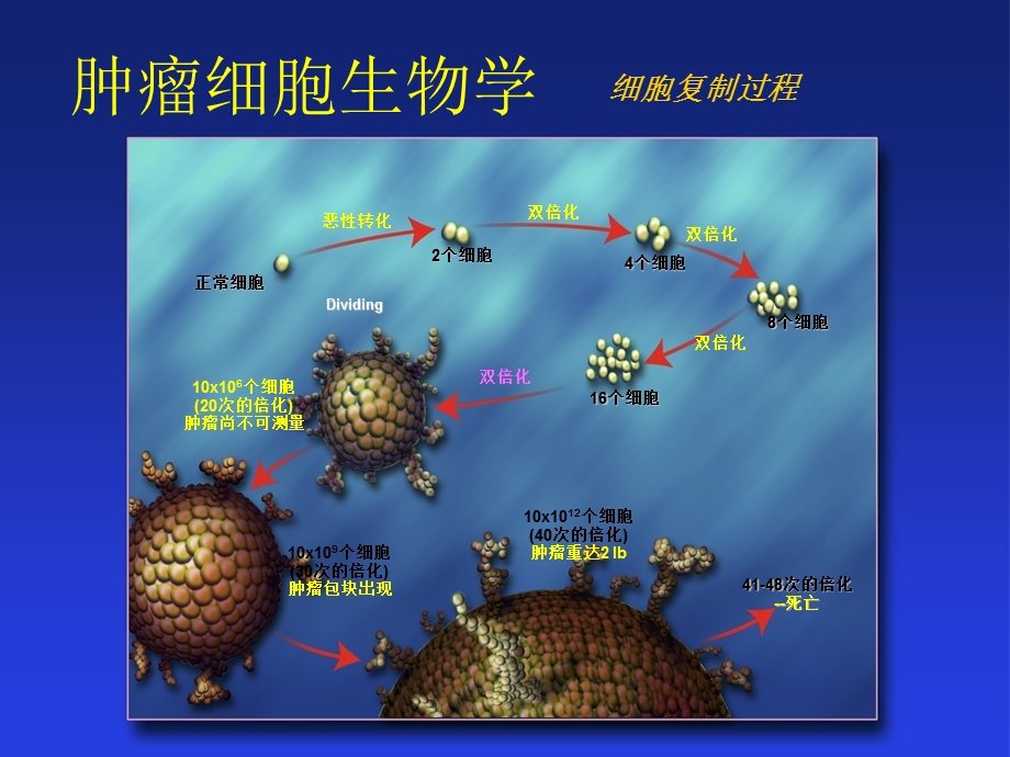 抗恶性肿瘤药物临床应用PPT文档.ppt_第3页