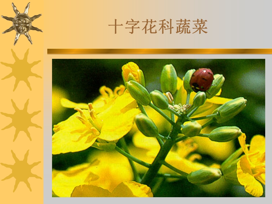 植物病理学十字花科文档资料.ppt_第1页