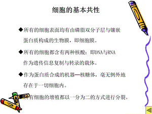 原核细胞和真核细胞大比较文档资料.ppt