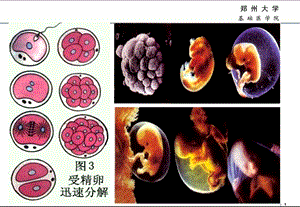 细胞分化文档资料.ppt