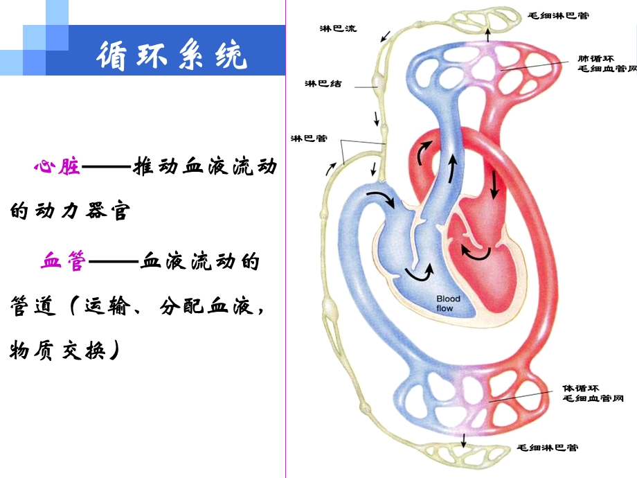 ★风湿病、心内膜炎、心瓣膜病PPT文档.ppt_第1页