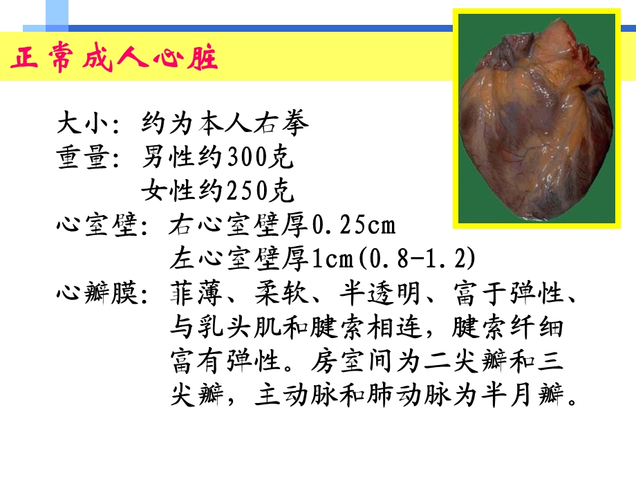 ★风湿病、心内膜炎、心瓣膜病PPT文档.ppt_第2页