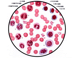 动物生理学第三章血液课件PPT文档.ppt