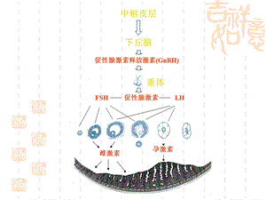 最新：医学女性生殖内分泌激素测定及临床评价文档资料.ppt