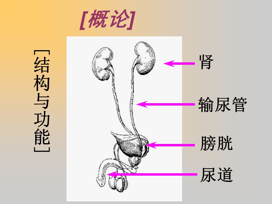 急性肾炎第一军医大学文档资料.ppt_第1页