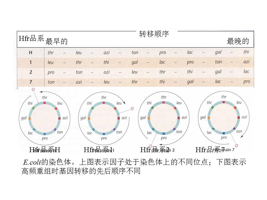 7B细菌和噬菌体的遗传和重组PPT文档资料.ppt_第1页